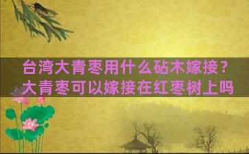 台湾大青枣用什么砧木嫁接？大青枣可以嫁接在红枣树上吗